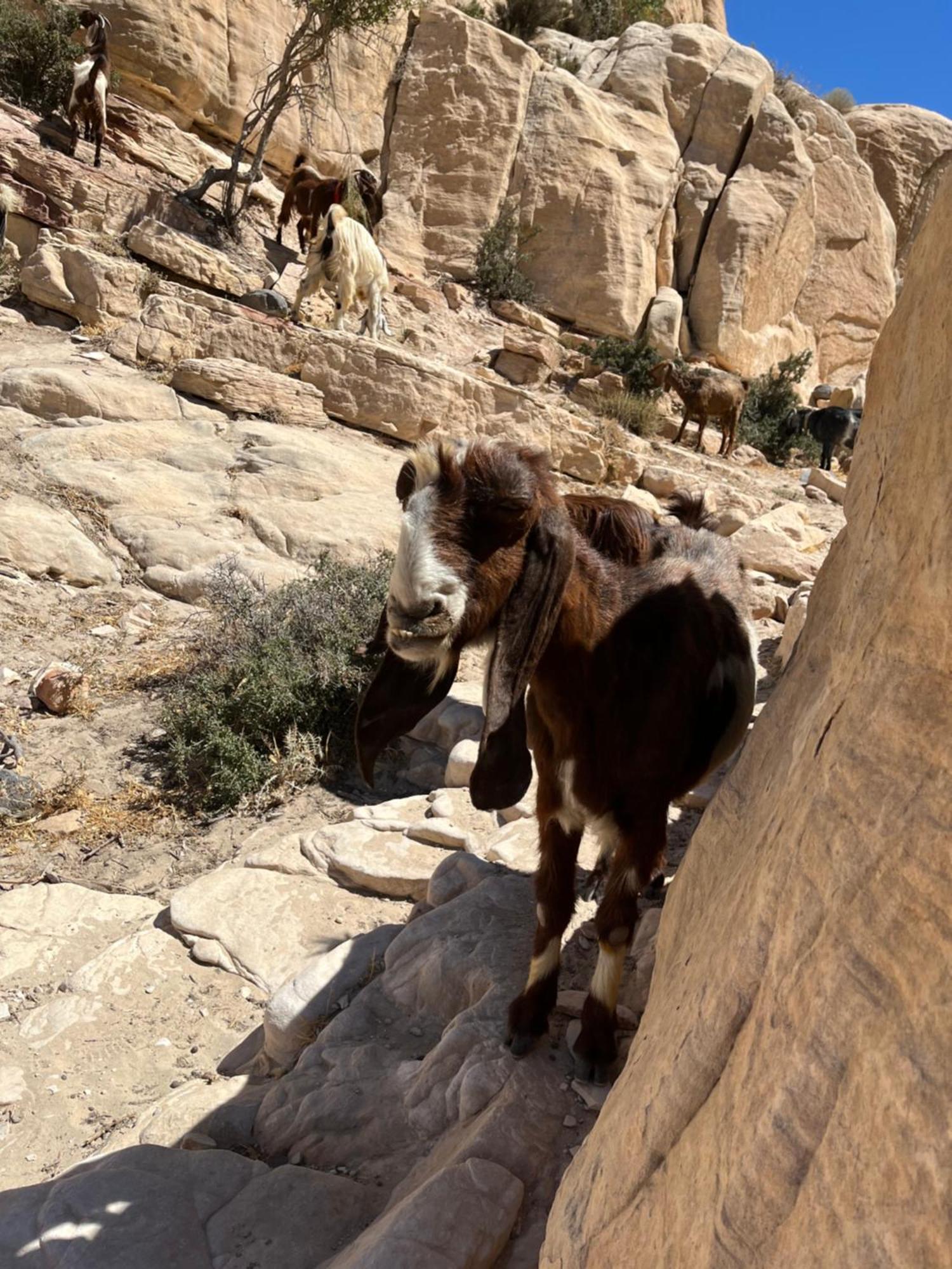Al-Nawatef Eco Camp- Dana Nature Reserve Esterno foto