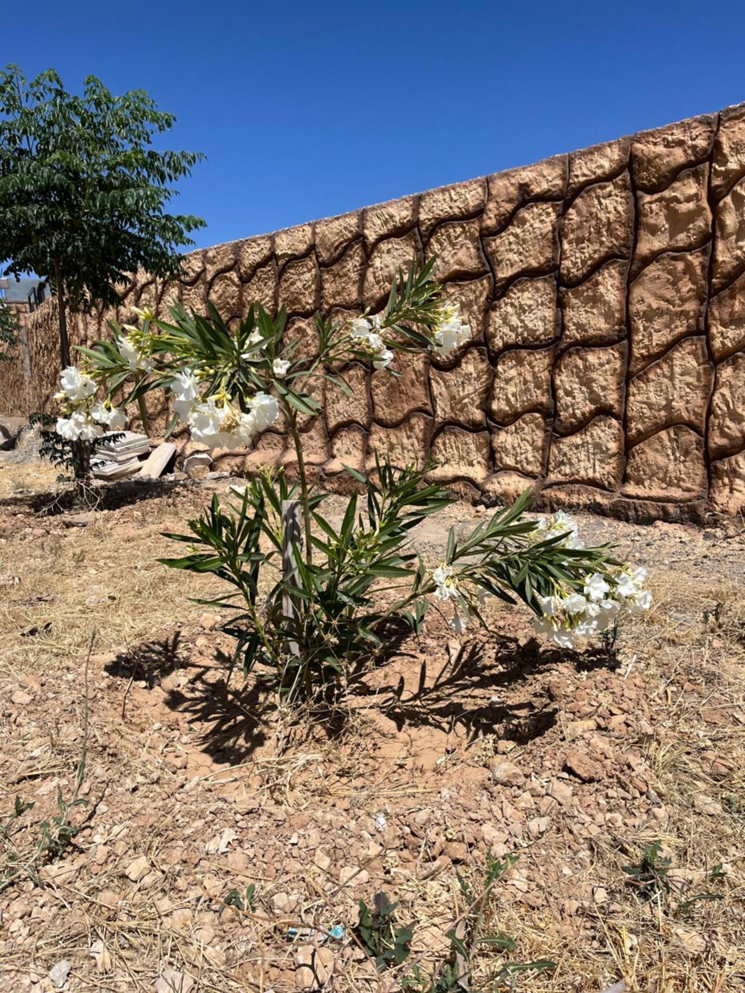 Al-Nawatef Eco Camp- Dana Nature Reserve Esterno foto
